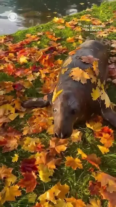 Обложка видео