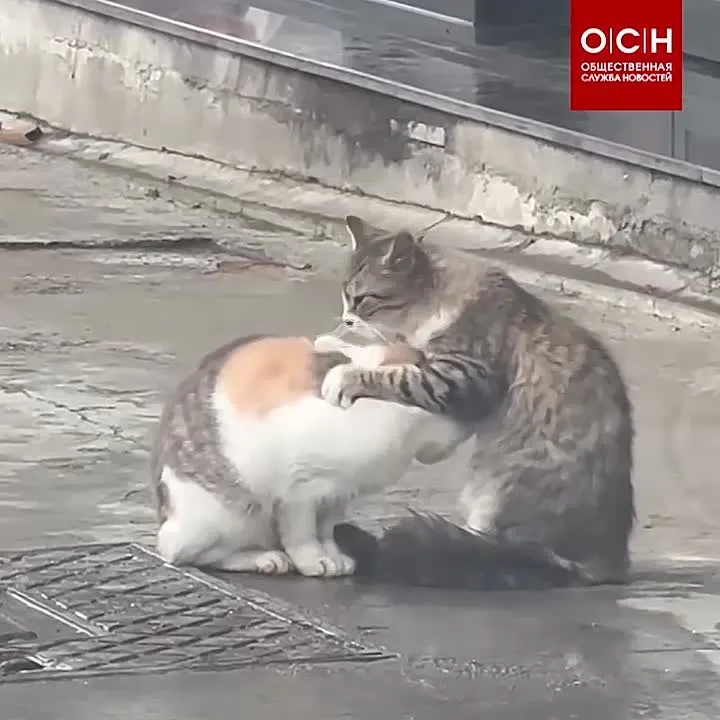 Обложка видео