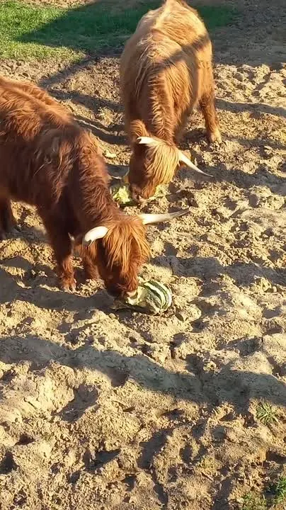Обложка видео
