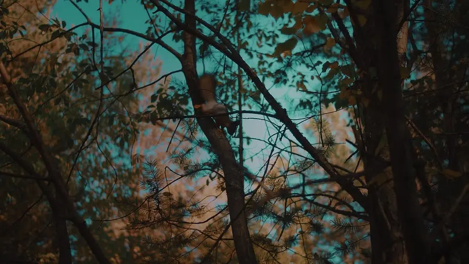 Обложка видео