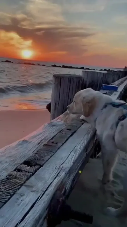 Обложка видео