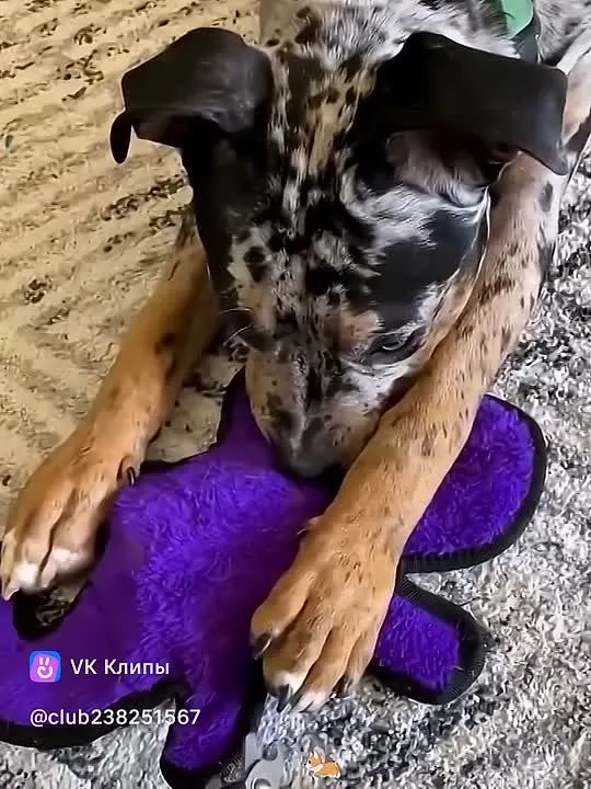 Обложка видео
