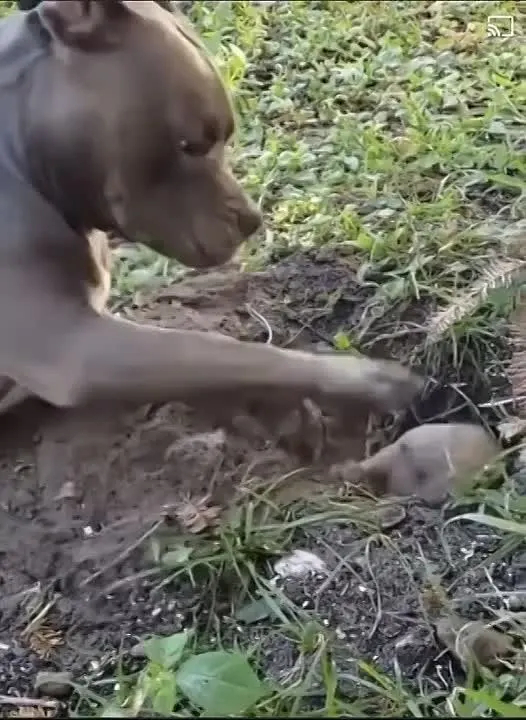 Обложка видео
