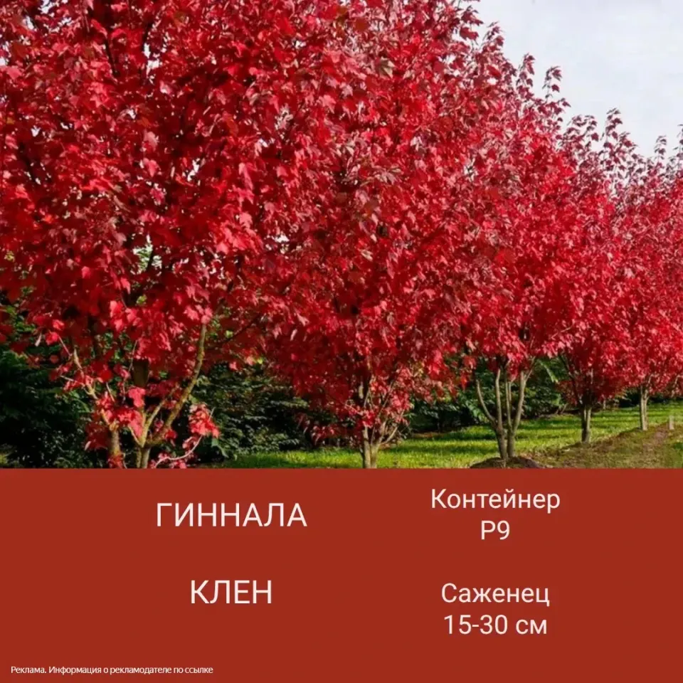 Фото из поста