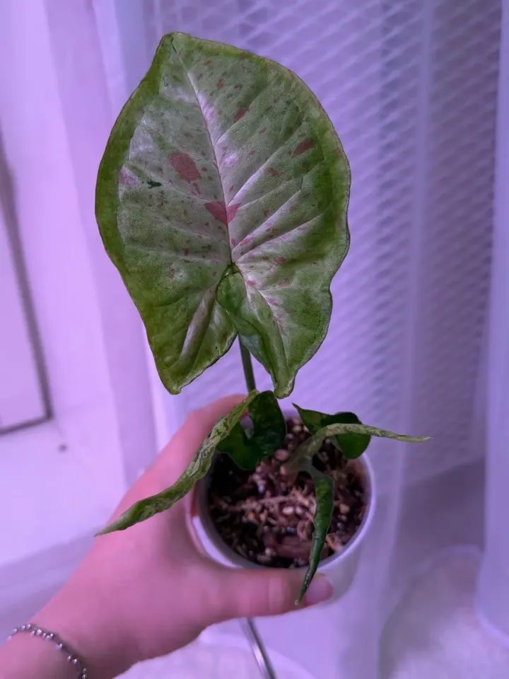 Фото из поста