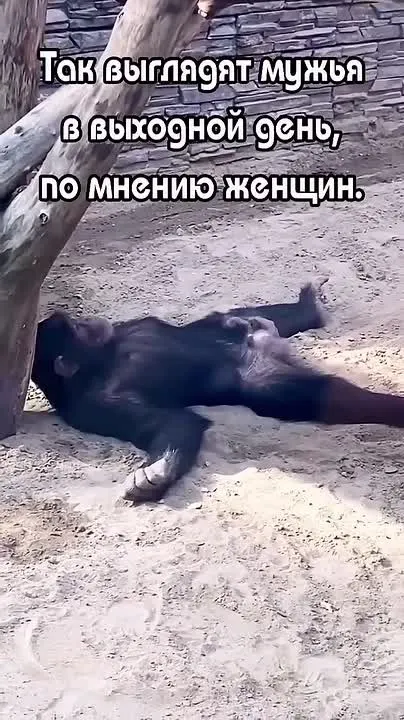 Обложка видео