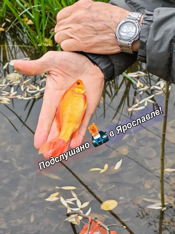 Фото из поста