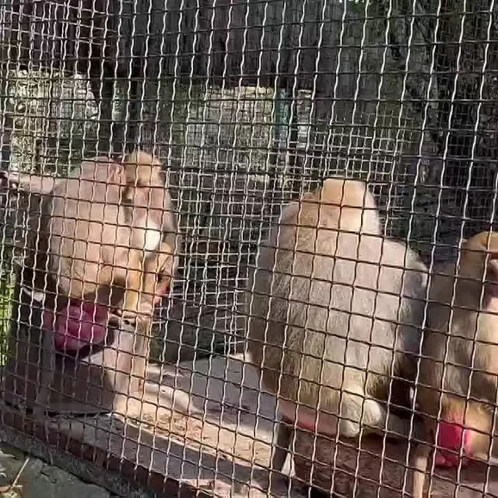 Обложка видео