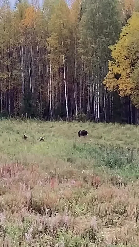 Обложка видео