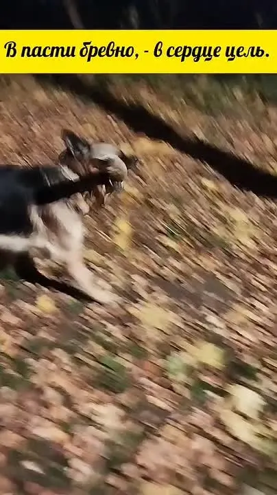 Обложка видео