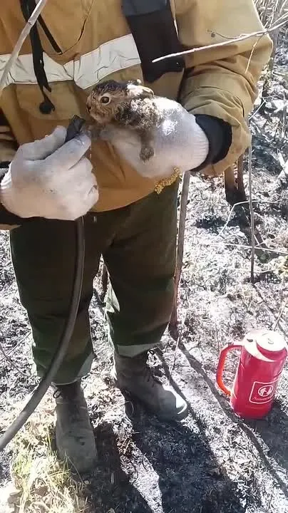 Обложка видео