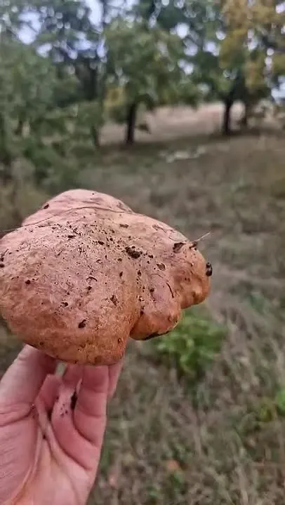 Обложка видео