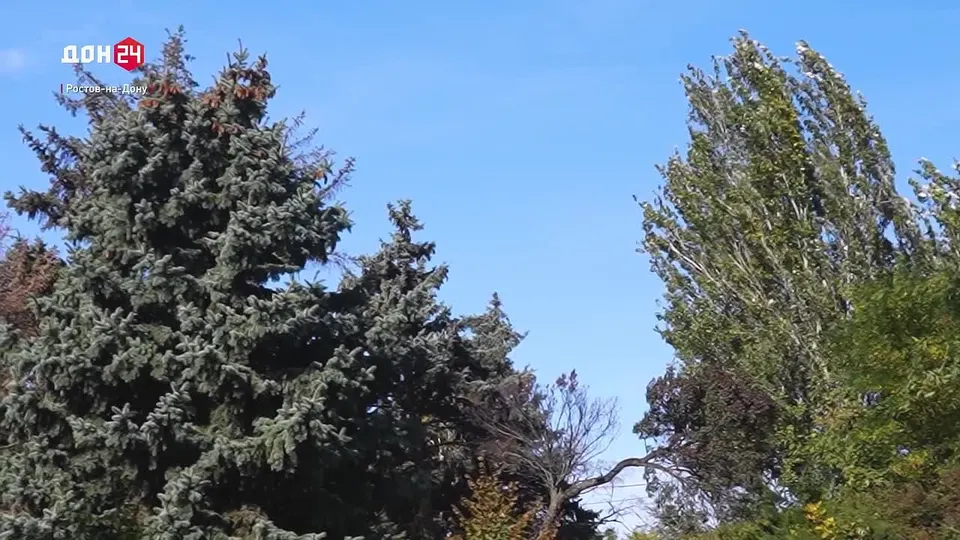 Обложка видео
