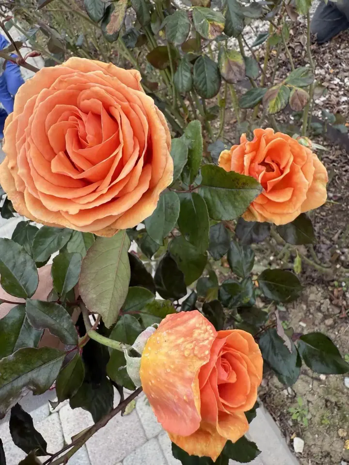 Фото из поста