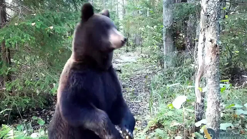 Обложка видео