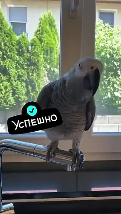 Обложка видео