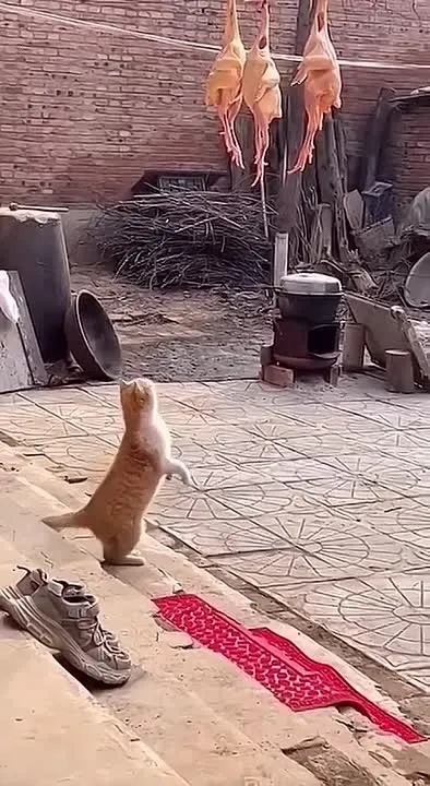 Обложка видео