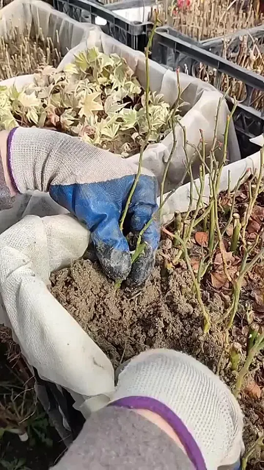 Обложка видео