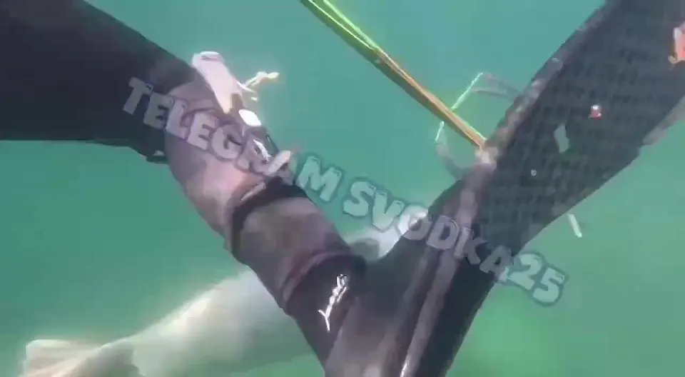 Обложка видео