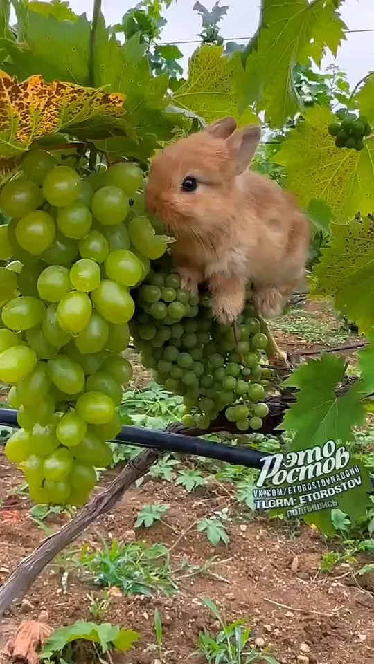 Обложка видео