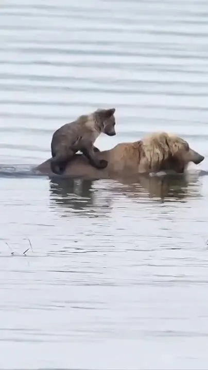 Обложка видео