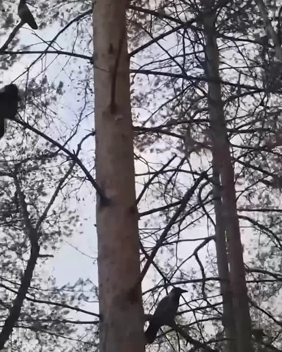 Обложка видео