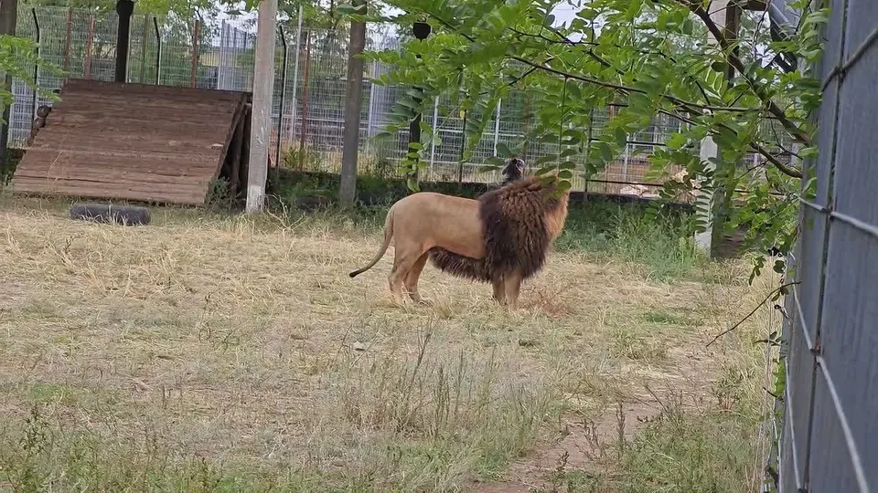 Обложка видео
