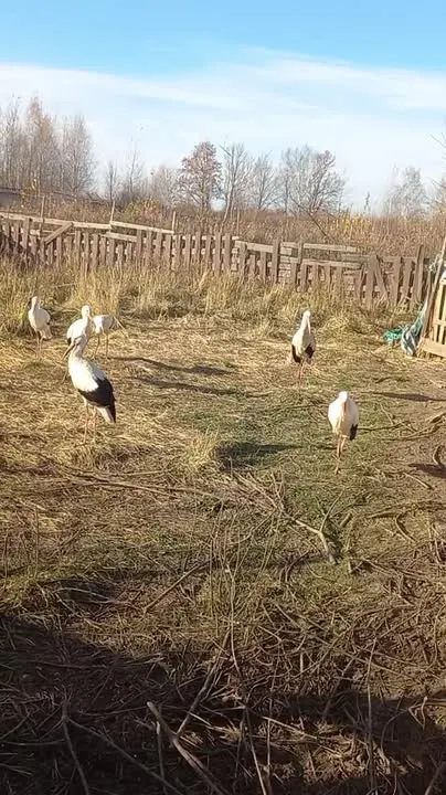 Обложка видео