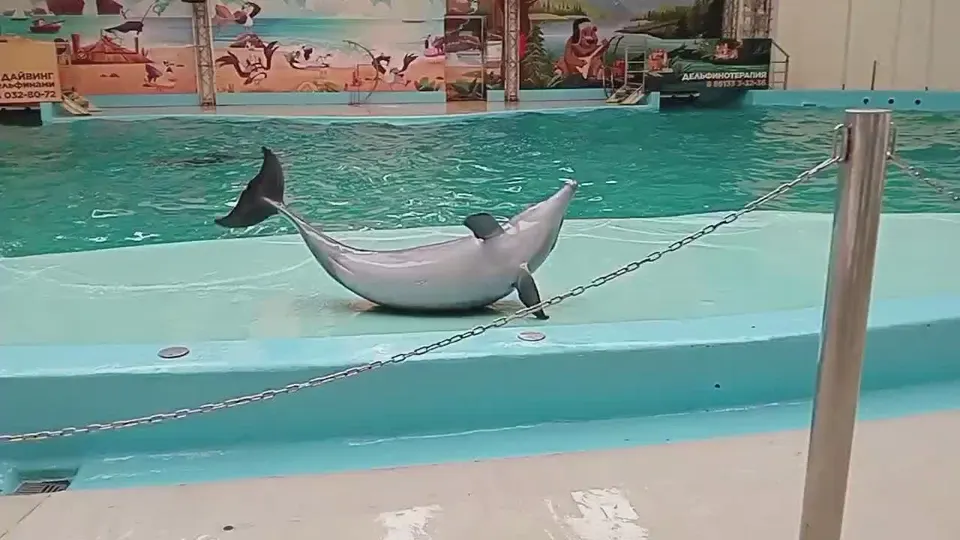 Обложка видео