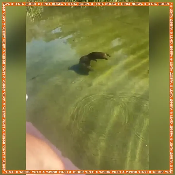 Обложка видео