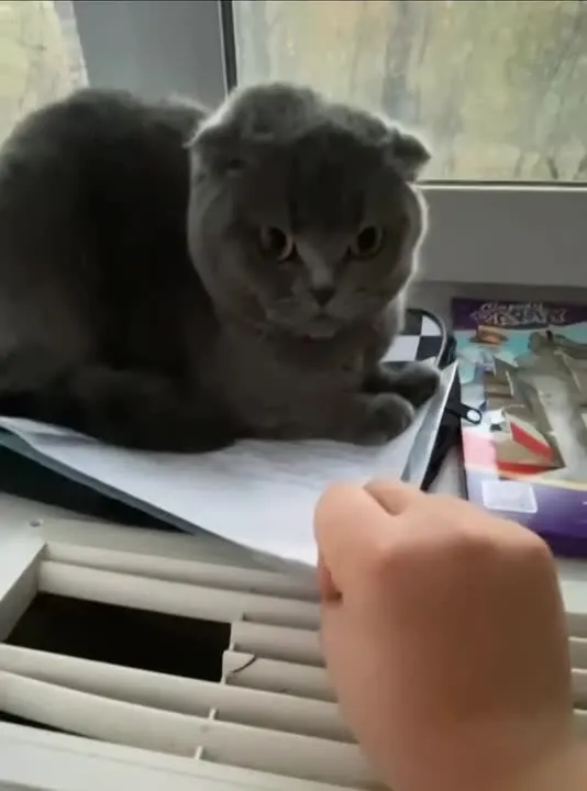 Обложка видео
