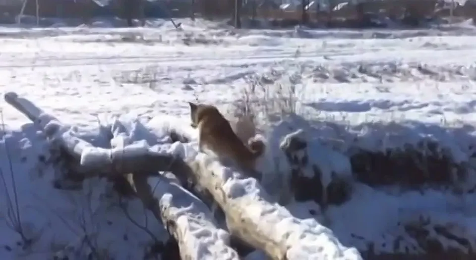 Обложка видео