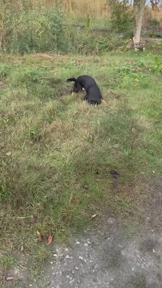 Обложка видео