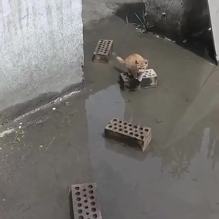 Обложка видео