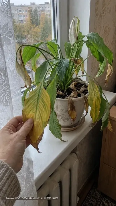 Фото из поста