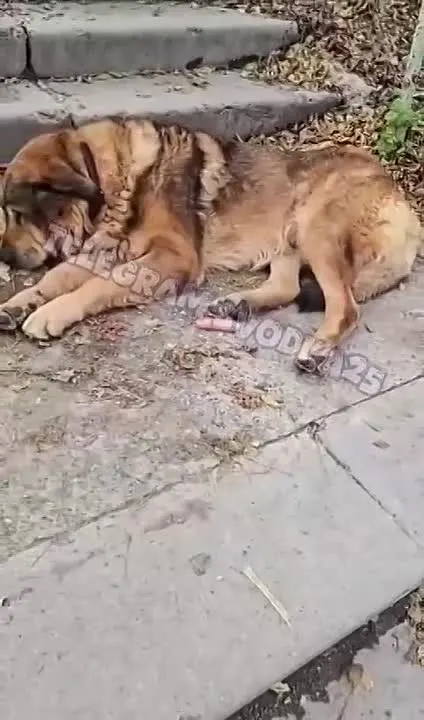 Обложка видео