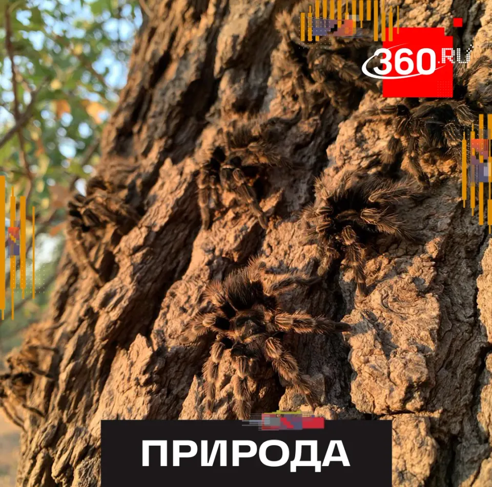 Фото из поста