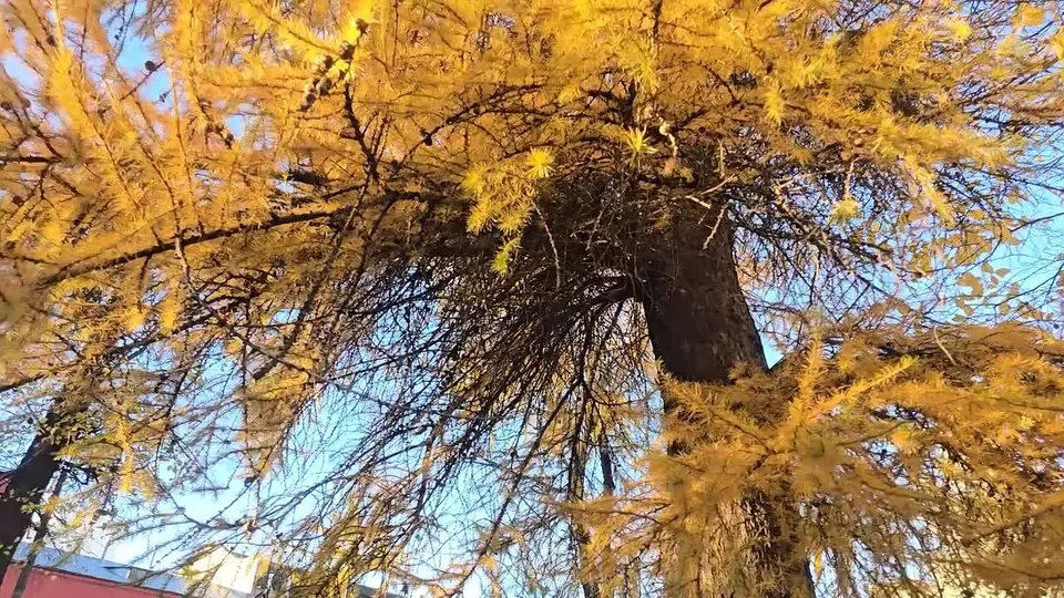 Обложка видео