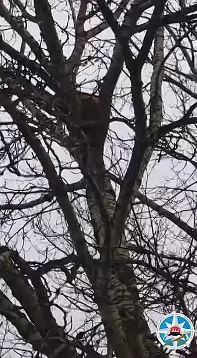 Обложка видео