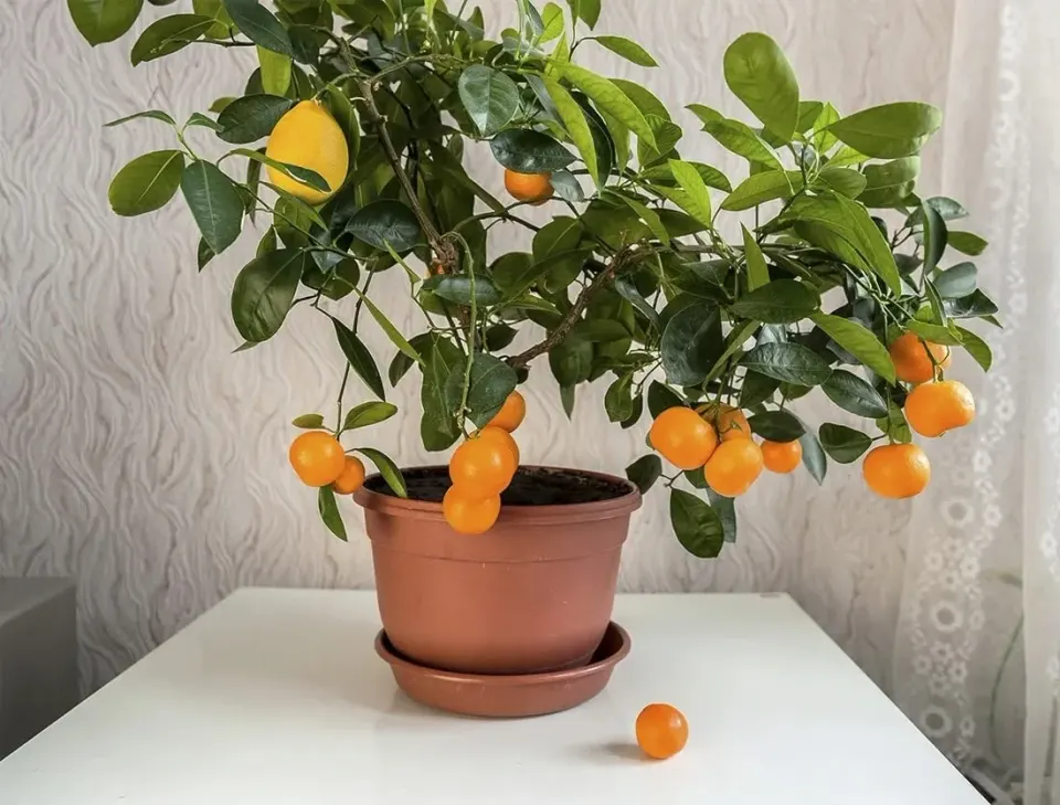 Фото из поста