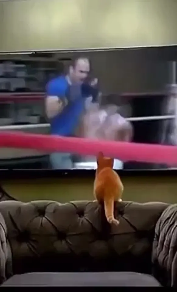 Обложка видео