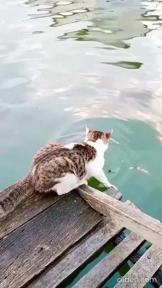 Обложка видео