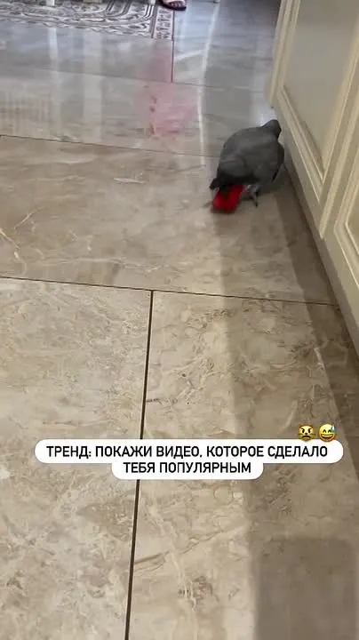 Обложка видео