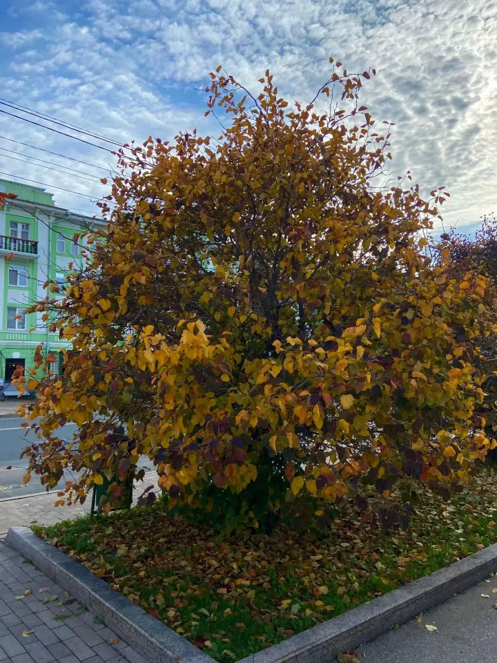 Фото из поста