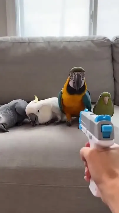 Обложка видео
