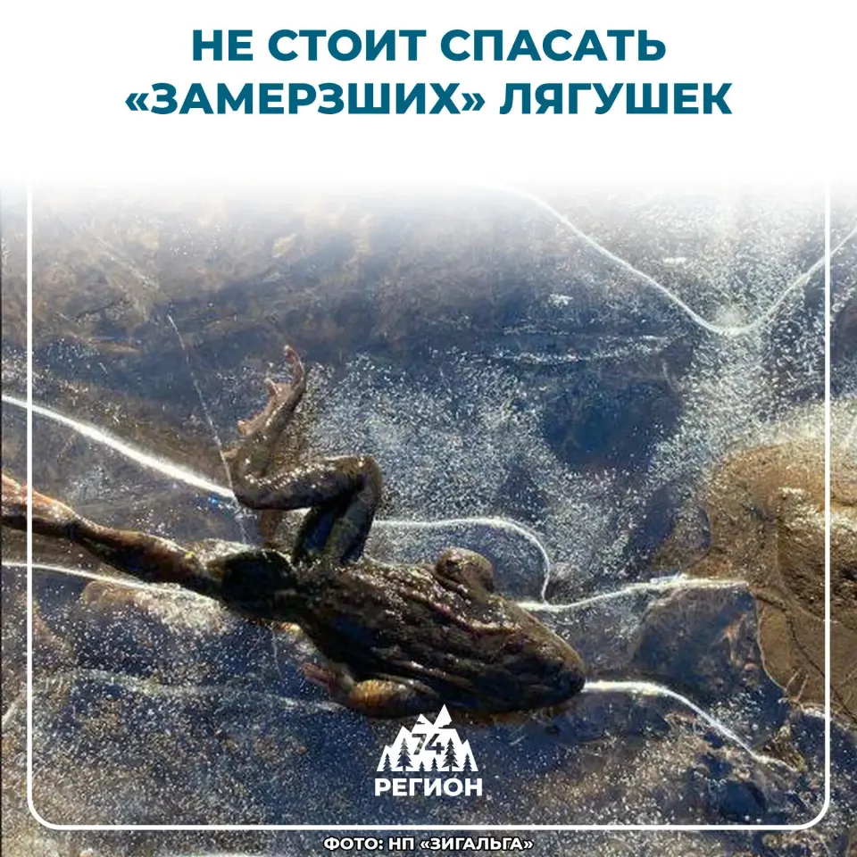 Фото из поста