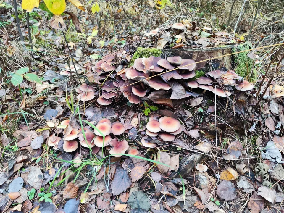 Фото из поста
