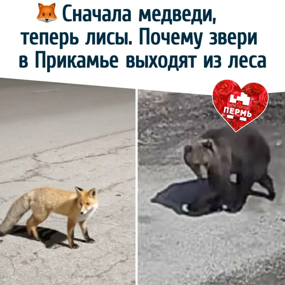 Фото из поста