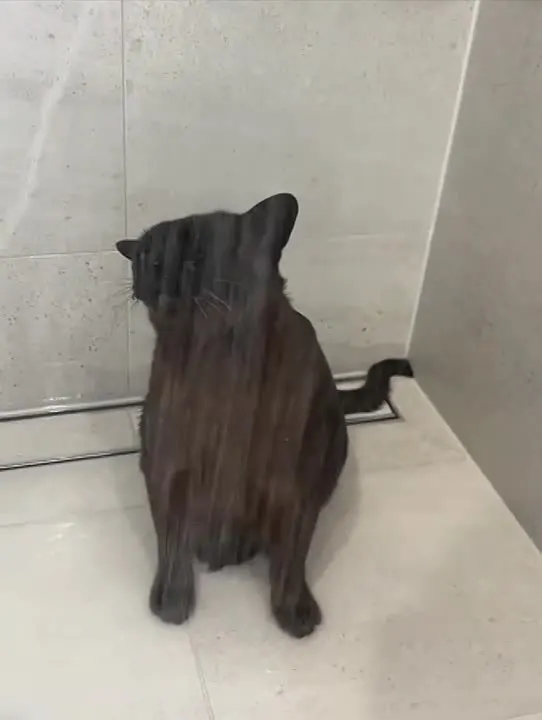Обложка видео