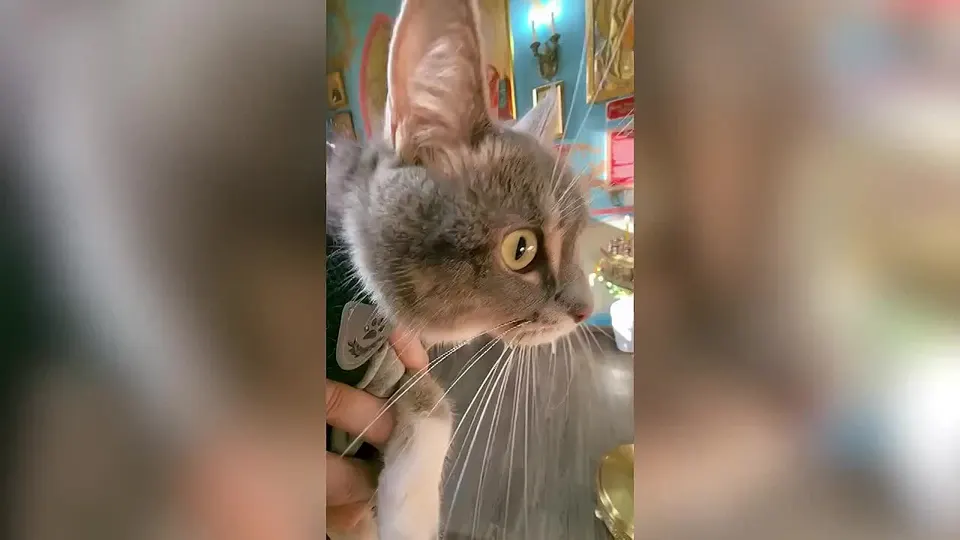 Обложка видео